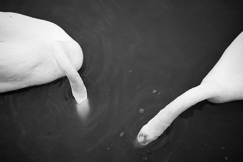 swans birds blackandwhite monochrome underwater feeding aerialview