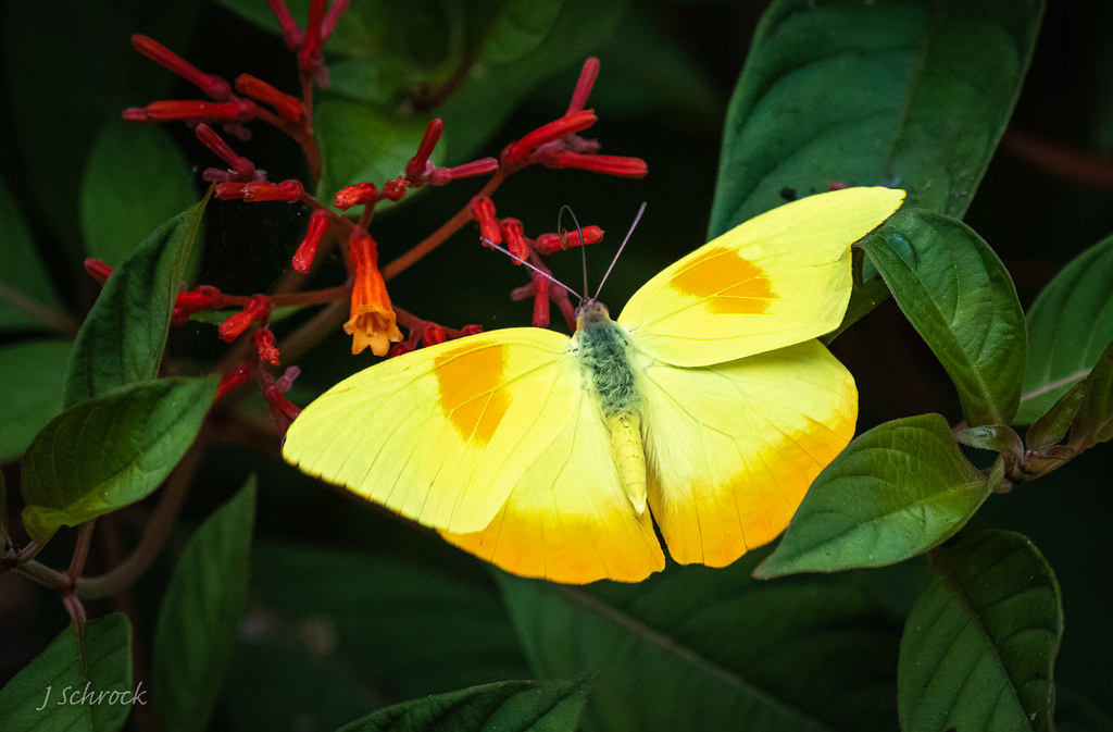 Orange-barred Sulphur butterfly...