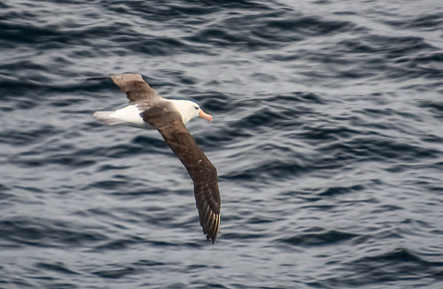 2019dec18 animals day drakepassage mainscape natgeoexplorer sea flyingbird from places