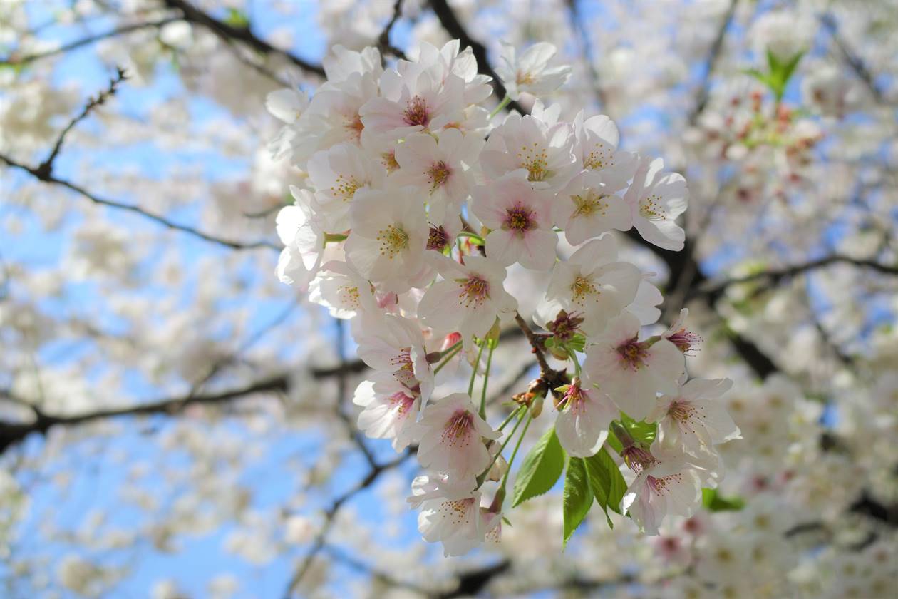 善福寺川公園の桜