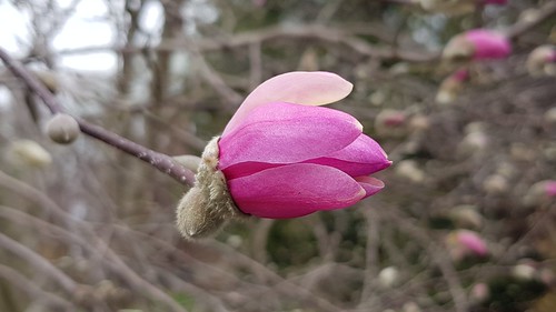 Magnolia-to-be