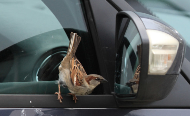 House Sparrow admirirng himself in the wing mirror
