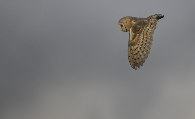 Diving from the High Board - Mr Owl!