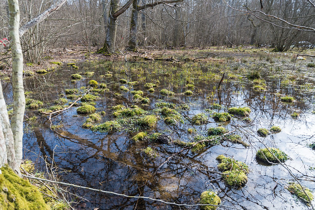 Våtmark i naturreservatet Halltorps Hage på Öland