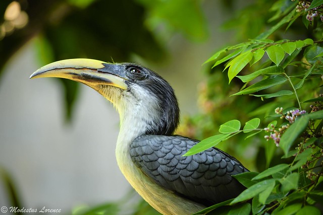 Sri Lanka grey hornbill - 