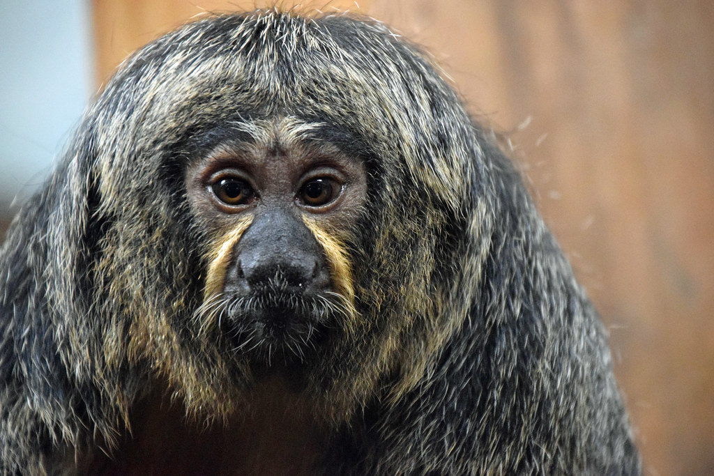 One of My Friends | This is Clementine, the saki monkey who … | Flickr