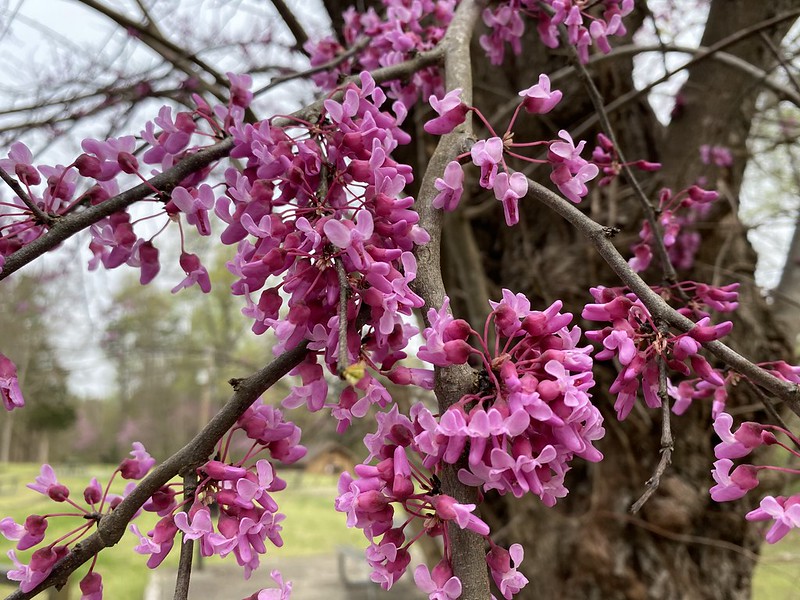 The rosy pink flowers that emerge in early spring