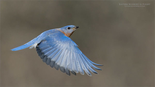 Eastern bluebird in Flight