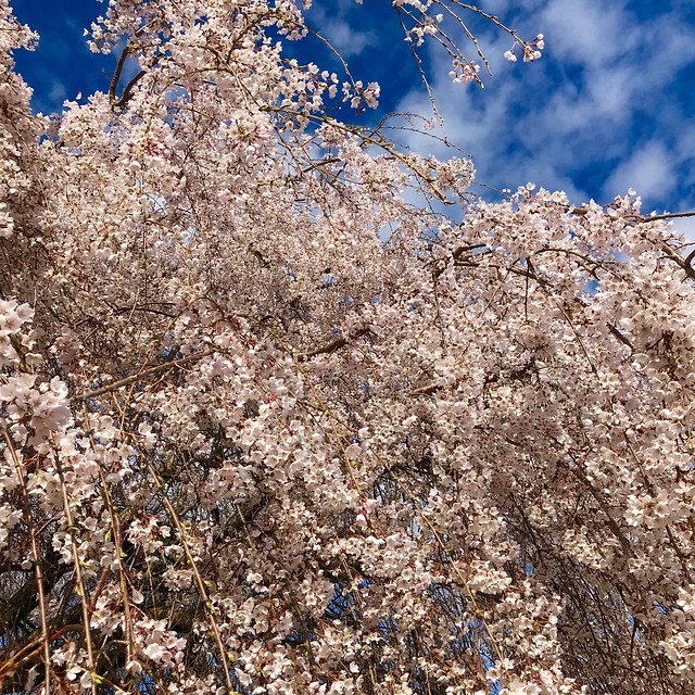 Springtime, Myersville, Maryland, April 2020