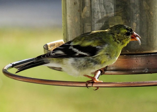 Female Goldfinch on our feeders this afternoon