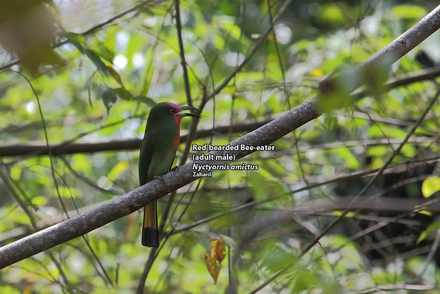 Red-bearded Bee-eater (adult male) (Nyctyornis amictus)