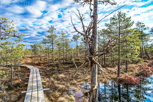 estonia eesti 2020 spring day sky cloud outdoor water bog landscape path tree