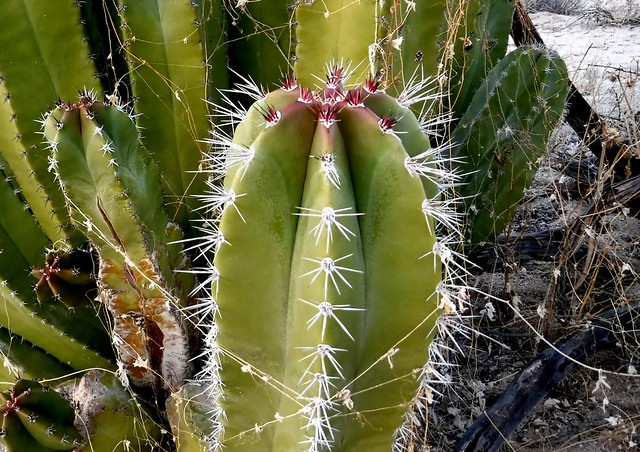 Cactus family