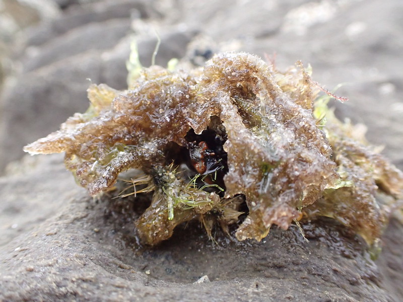 Hairy Seaweed Crab (Notomithrax ursus)