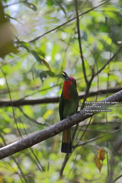 Red-bearded Bee-eater (adult male) (Nyctyornis amictus)