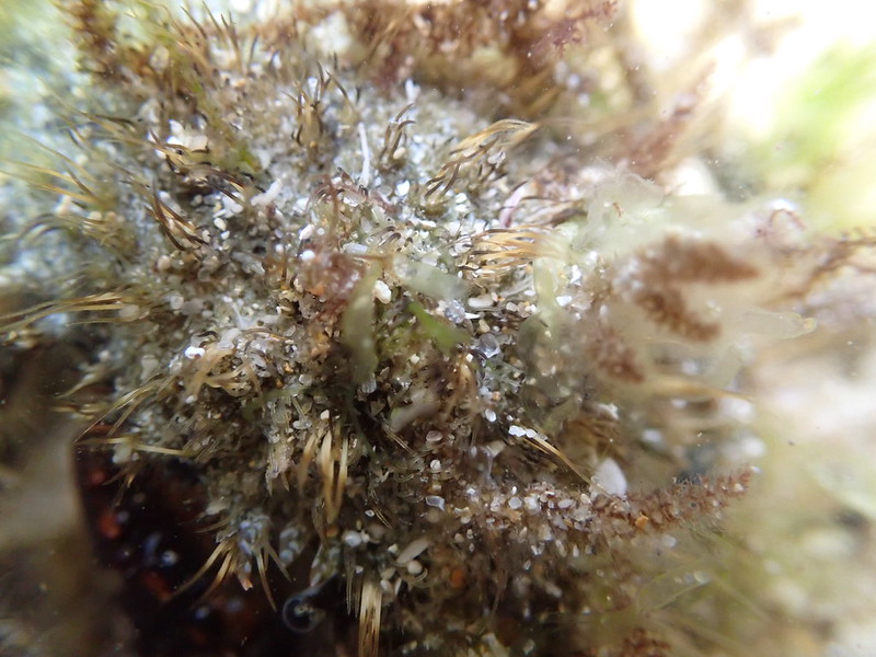Hairy Seaweed Crab (Notomithrax ursus)