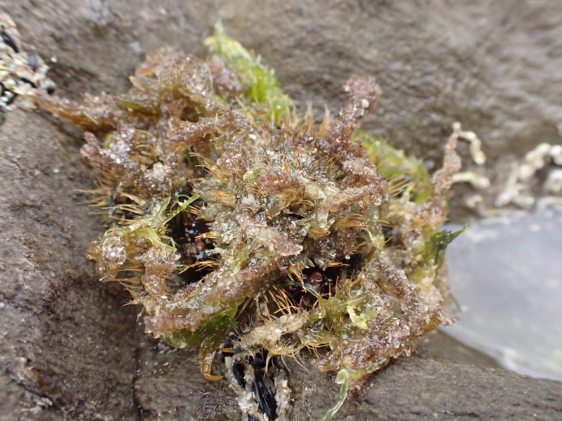 Hairy Seaweed Crab (Notomithrax ursus)