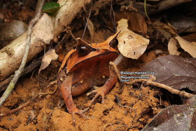 Malayan Horned Frog (Megophrys nasuta)