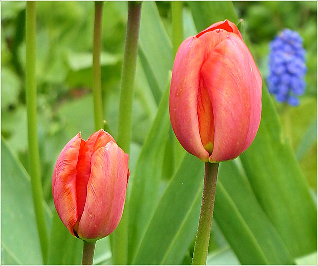 Two Tulip Heads...