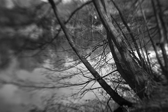 Bäume am See (Lensbaby Velvet 56)