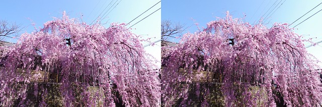 Weeping cherry blossom at Ishibashi-ya, Sendai, stereo parallel view