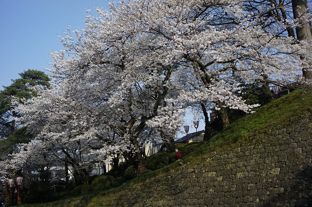 兼六園の桜満開