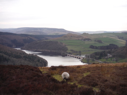 Sheep with Crook Hill and Kinder Scout beyond Ladybower Reservoir SWC Walk 360 - Hathersage to Bamford (via Bamford and Hordron Edges