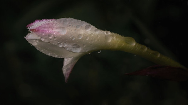 rain lily bud