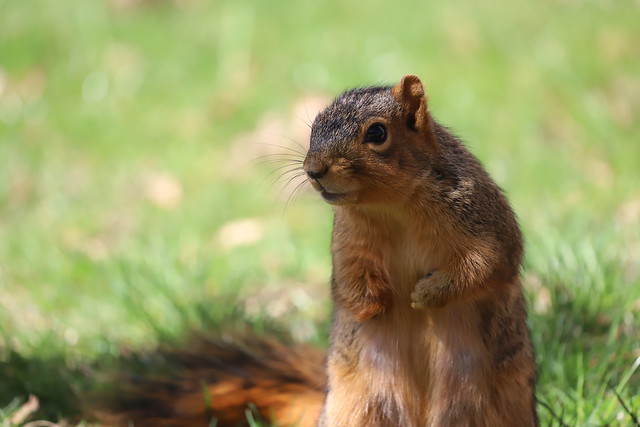 Fox Squirrels in Ann Arbor at the University of Michigan during my 