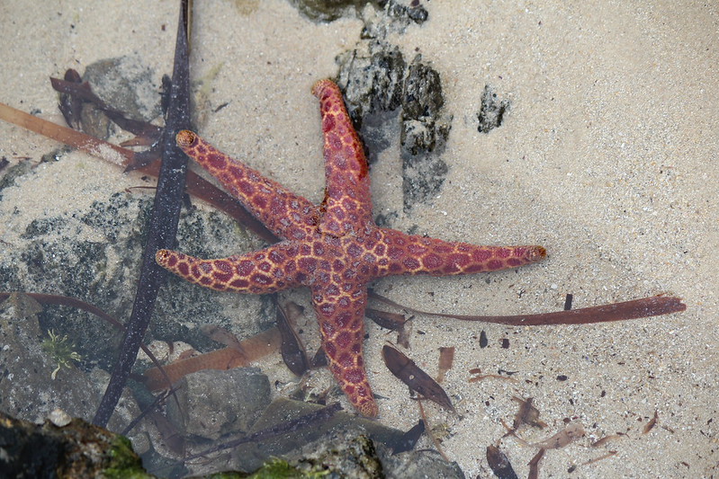 Mosaic Seastar
