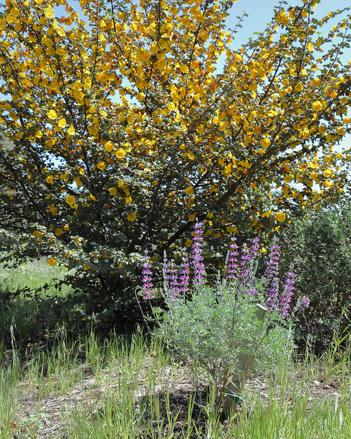 Lupine with Flannel bush