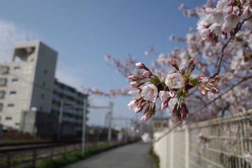 内野の桜 2020