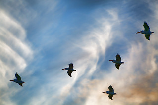 The Pelican Sky