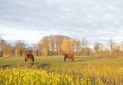beautiful morning nature landscape horses sun