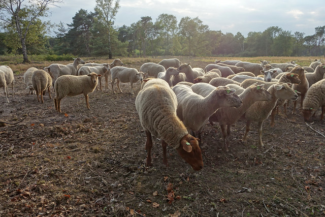 schapen op de hei