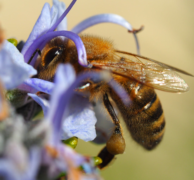 schon wieder eine Honigbiene amn den Blüten des Rosmarinstrauches