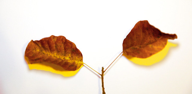pick up the autumn #2 - two gold leaves