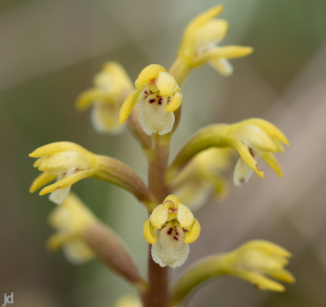 Coralroot Orchid on Lindisfarne