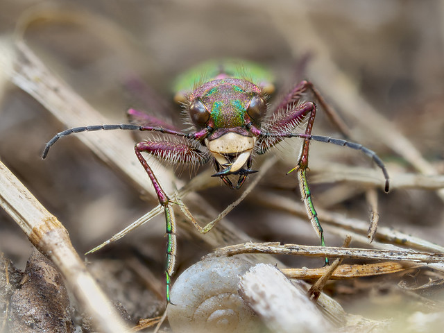 live insect: Cicindela campestris