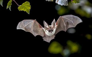 蝙蝠近期被視為帶原物種之一。圖／取自網路