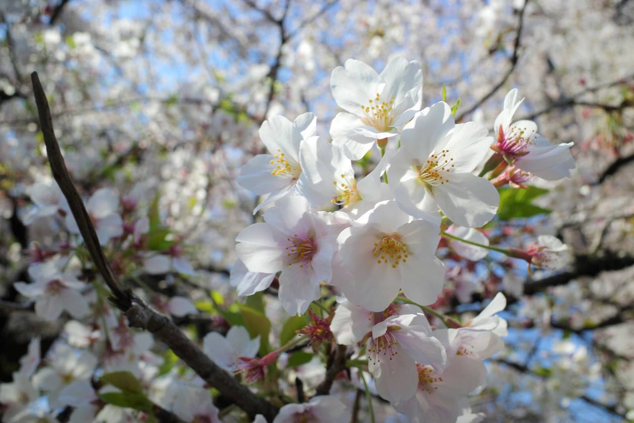真盛寺の桜