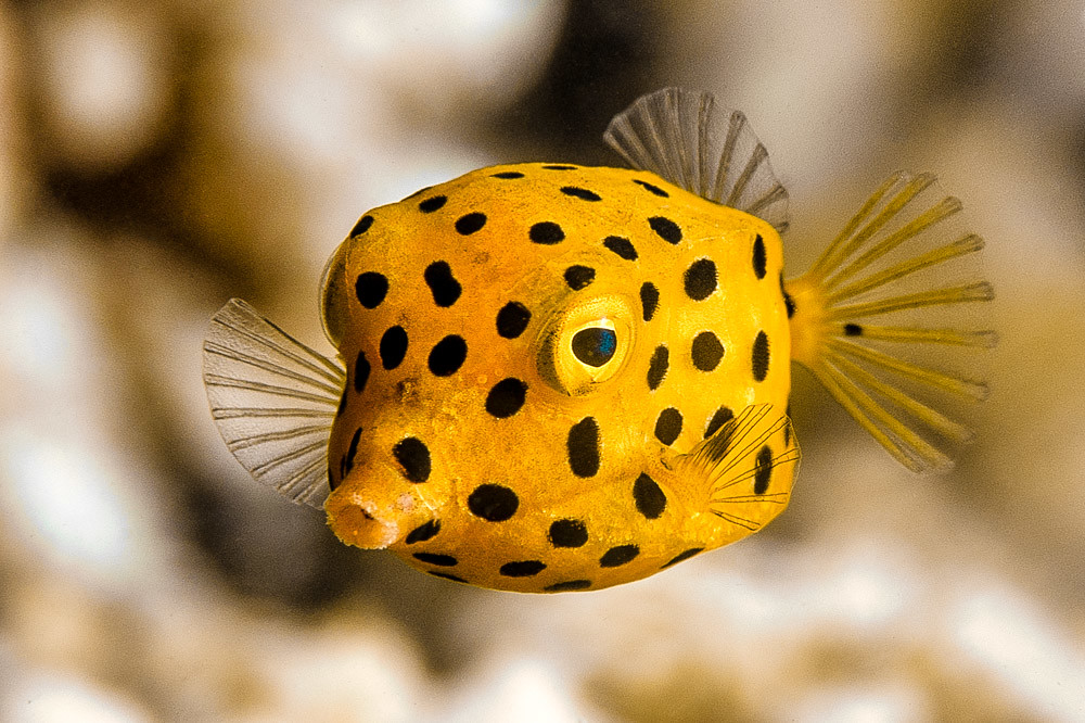 Yellow boxfish, young juvenile - Ostracion cubicus