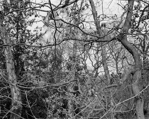 ancientwoodland abstract trees branches blackandwhite monochrome ruralnortheast rolleiortho25 landscape largeformat 4x5 walkertitansf