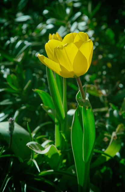 Day 95: Yellow Tulip