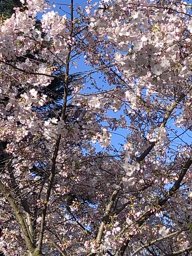 Sunny Cherry Blossoms
