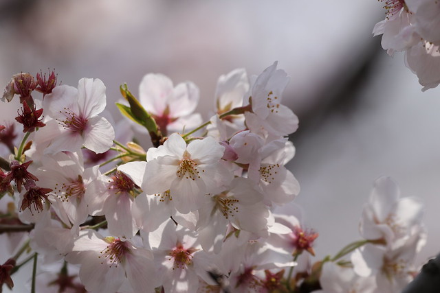 桜　Cherry-Blossoms