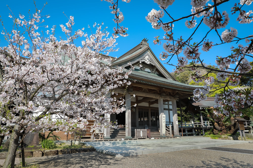 鎌倉　桜