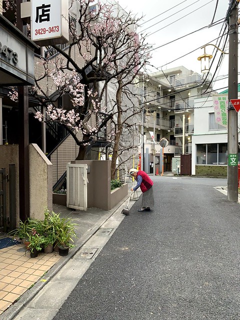 Sweeping anju (Japanese apricot) blossoms