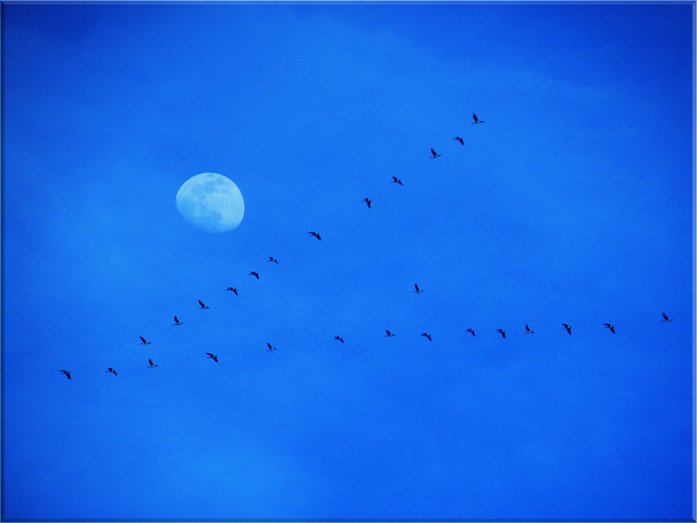 Moon and geese