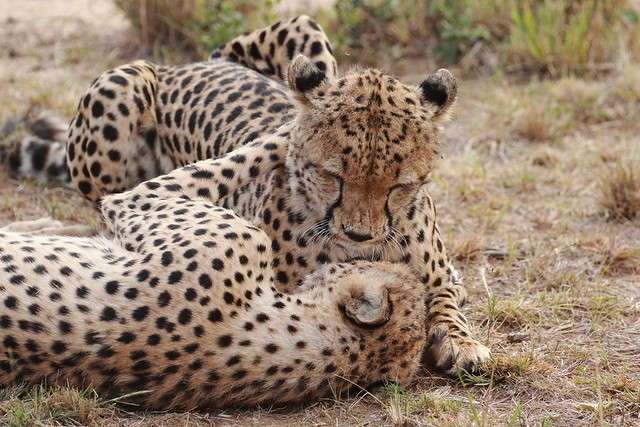 Cheetahs,Maasai Mara,Kenya